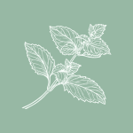 SocialMint Logo (512 x 512 px) (1)